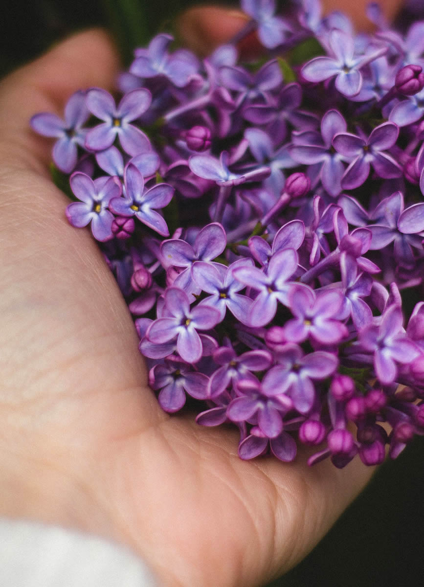lilas lilas